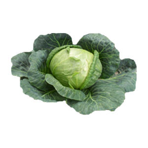 Cabbage PNG image-8806